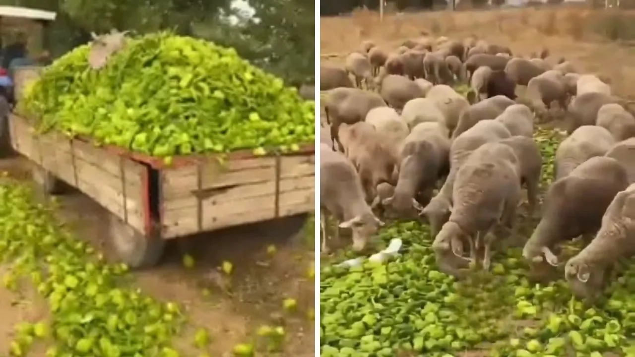 Sosyal medyadaki 'biberlerin yem olduğu' iddiasına Bakanlık’tan cevap geldi