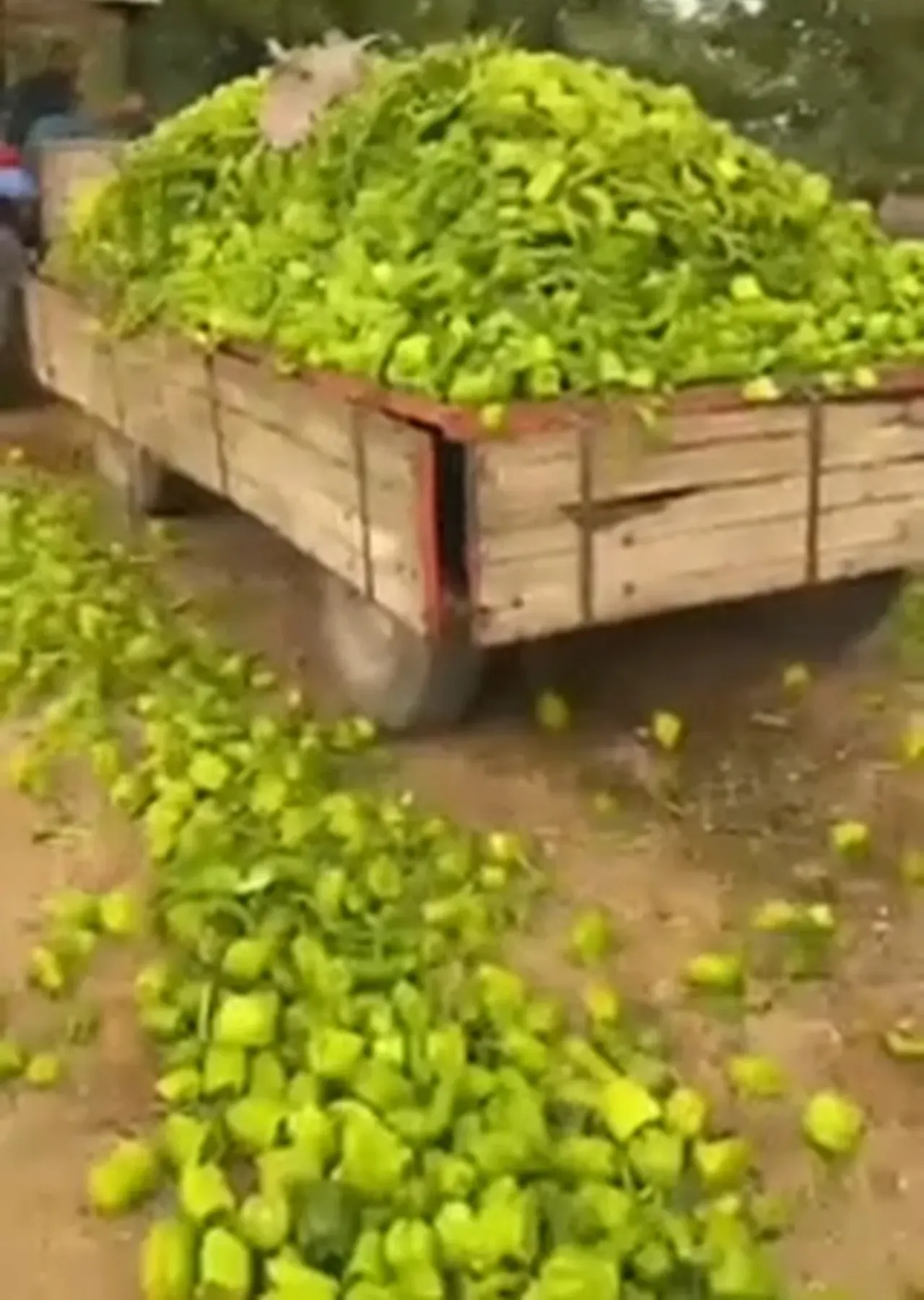 Sosyal medyadaki biberlerin yem olduğu iddiasına Bakanlık’tan cevap geldi