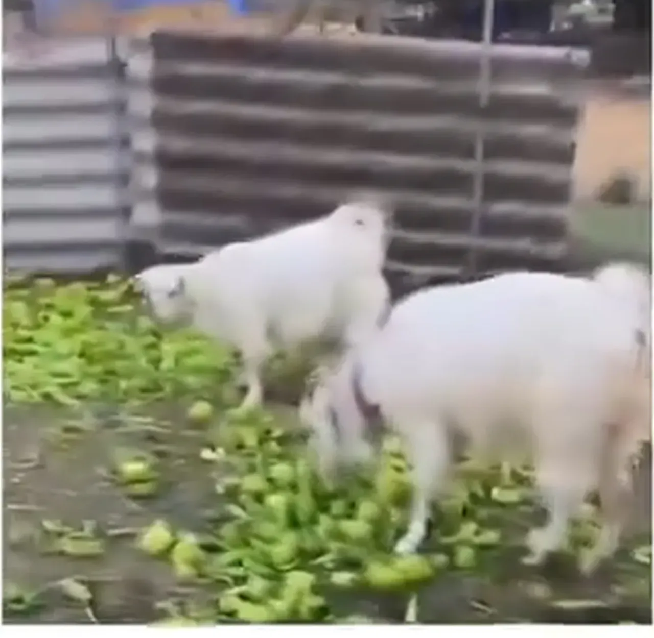 Sosyal medyadaki biberlerin yem olduğu iddiasına Bakanlık’tan cevap geldi