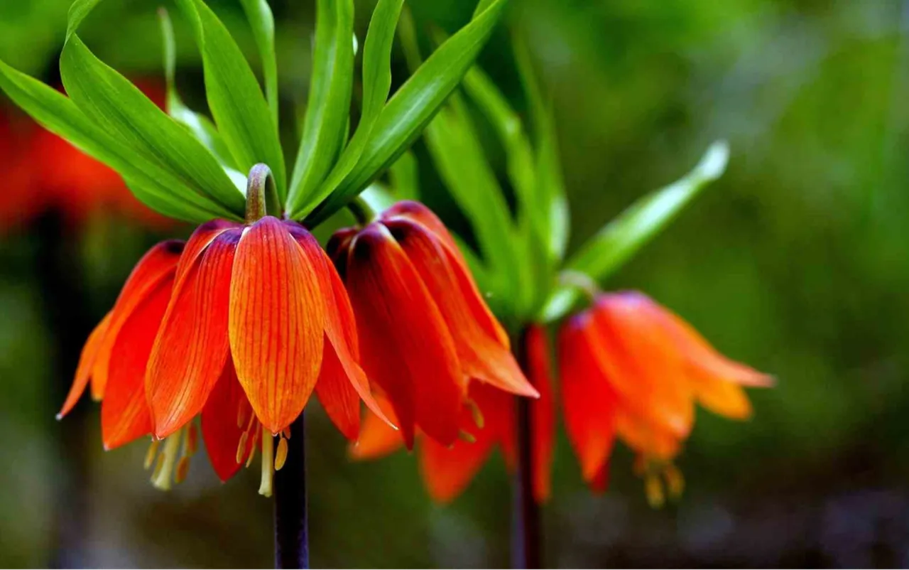 Ters lale nerede yetişir, koparmanın cezası ne kadar?