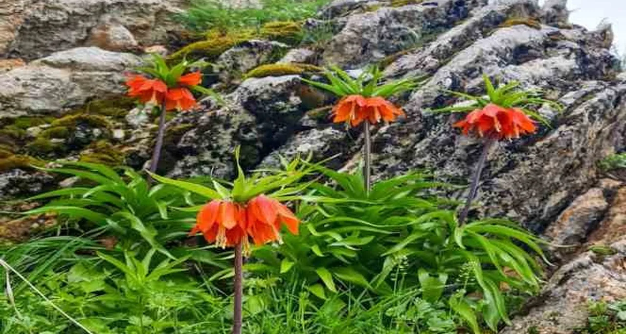 Ters lale nerede yetişir, koparmanın cezası ne kadar?