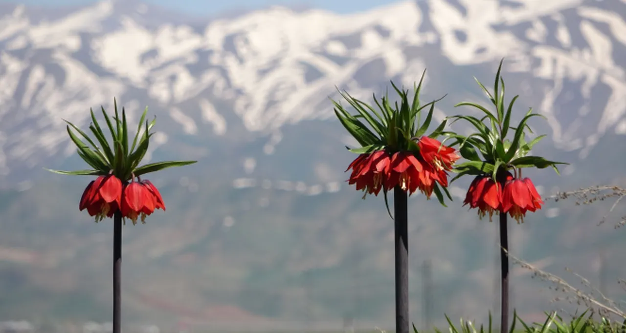 Ters lale nerede yetişir, koparmanın cezası ne kadar?