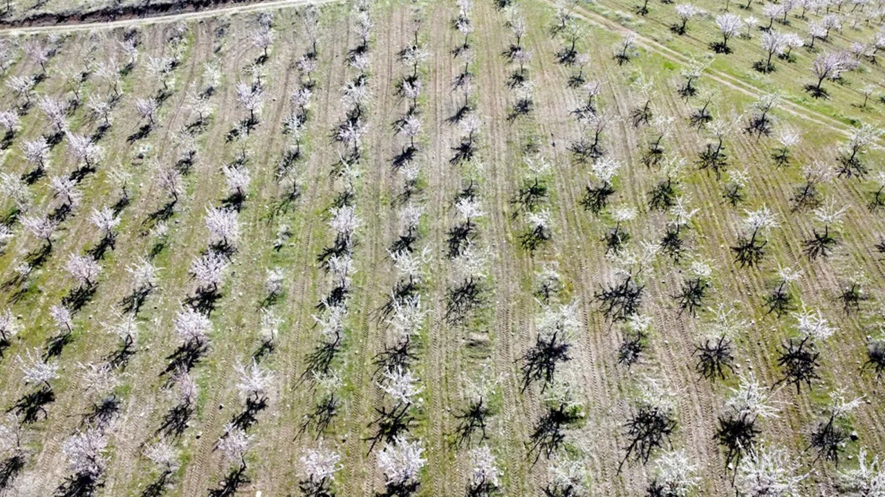 Yaptıkları hamle komşu köyleri de harekete geçirdi! 130 dönümden 25 ton ürün bekleniyor