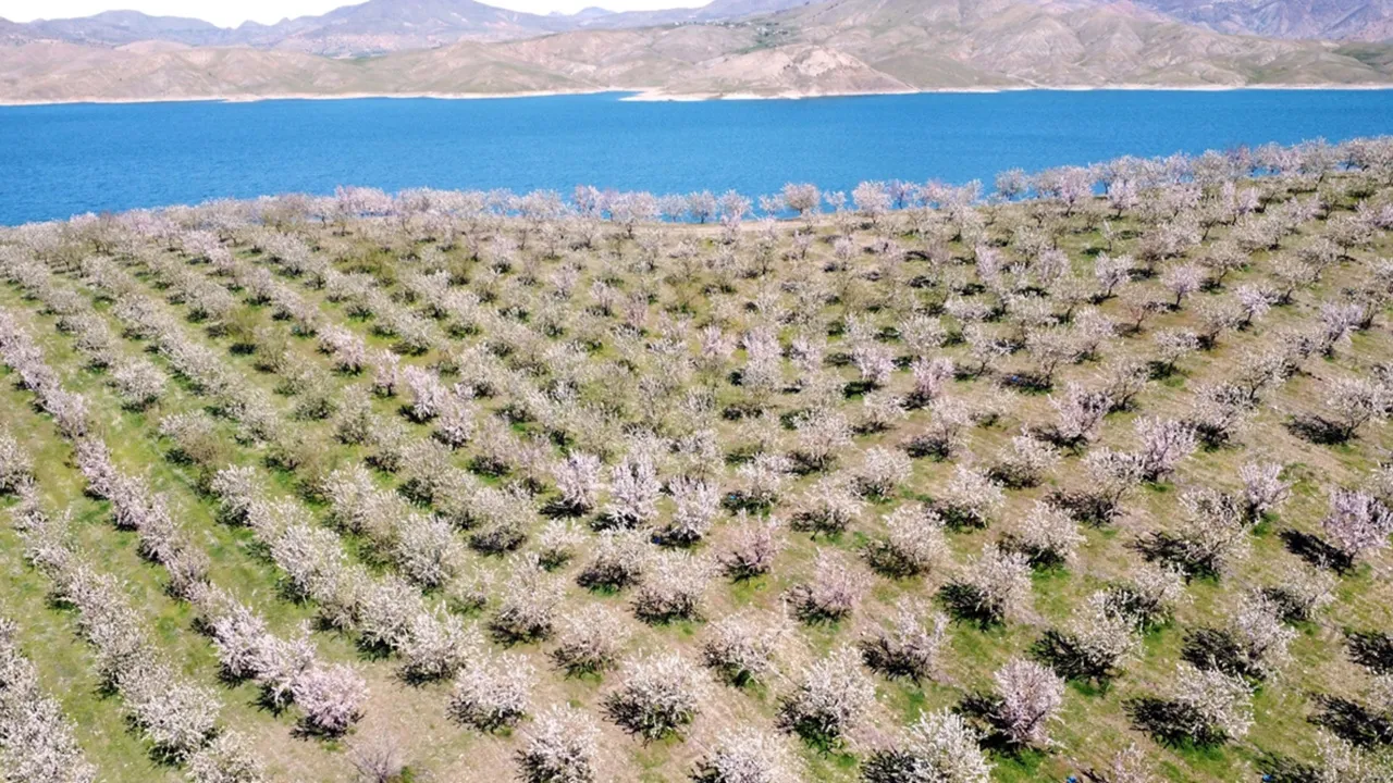 Yaptıkları hamle komşu köyleri de harekete geçirdi! 130 dönümden 25 ton ürün bekleniyor