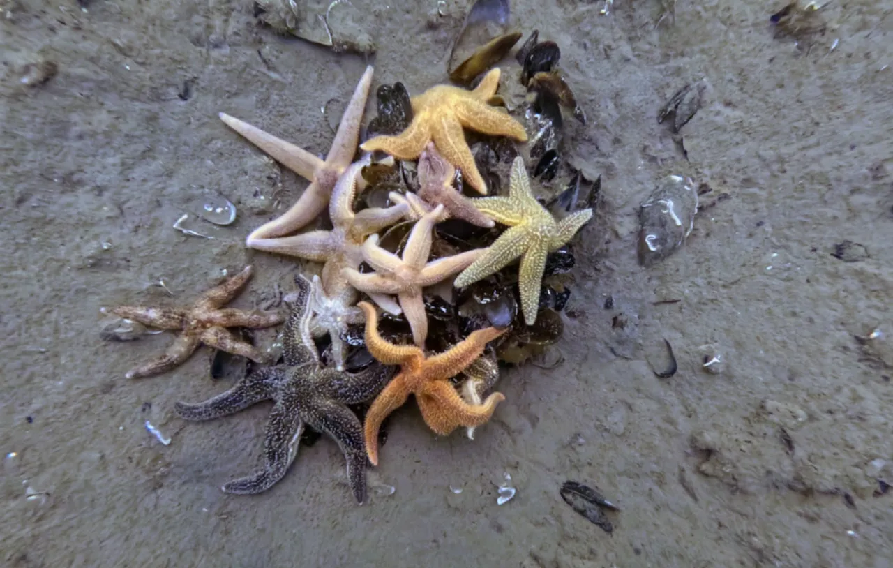 1,8 milyon metreküp çamur temizlendi! Deniz canlıları yeniden ortaya çıktı