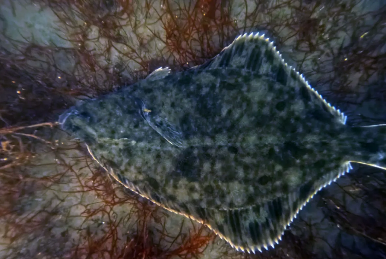 1,8 milyon metreküp çamur temizlendi! Deniz canlıları yeniden ortaya çıktı