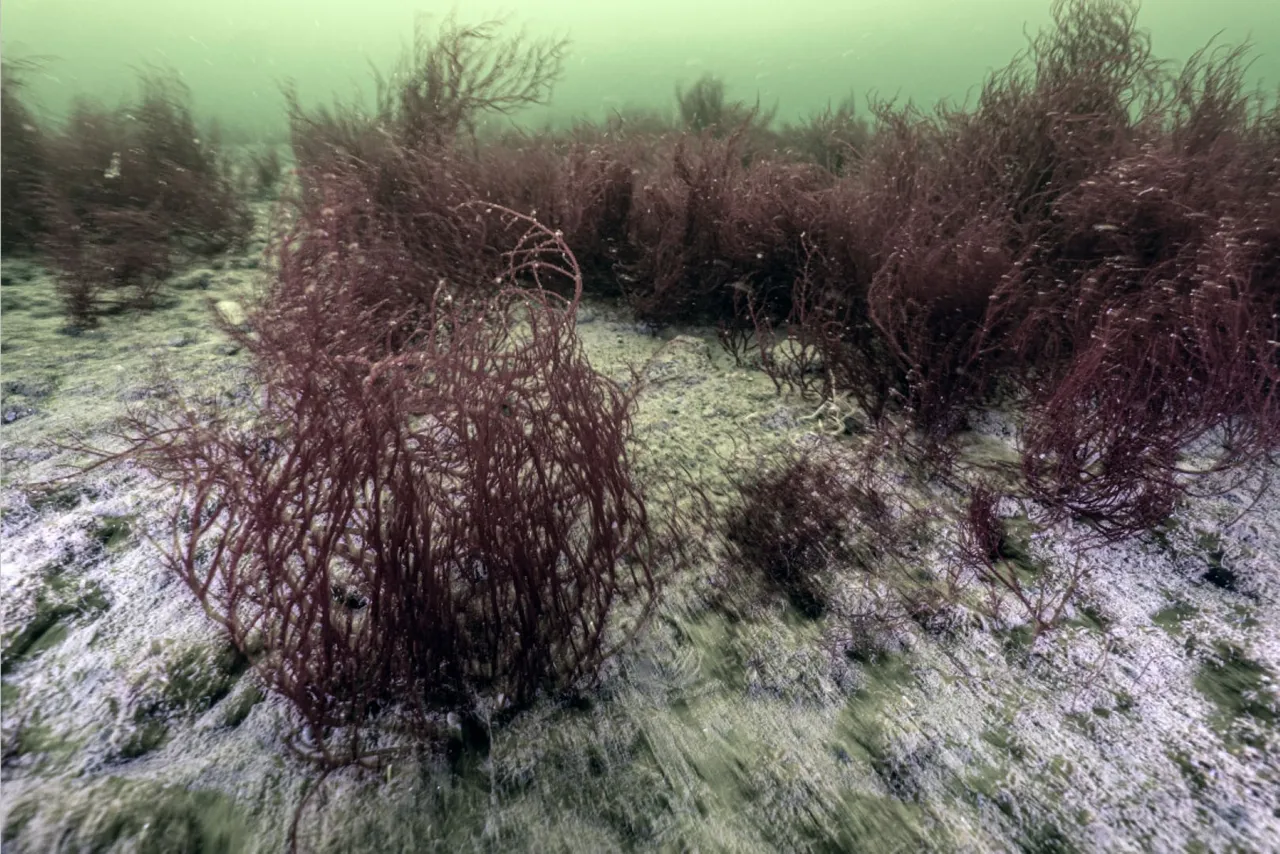 1,8 milyon metreküp çamur temizlendi! Deniz canlıları yeniden ortaya çıktı
