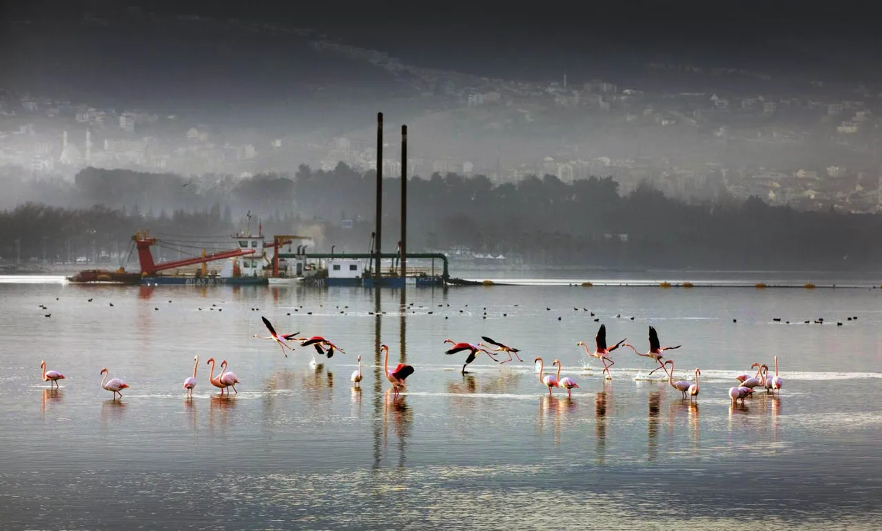 1,8 milyon metreküp çamur temizlendi! Deniz canlıları yeniden ortaya çıktı