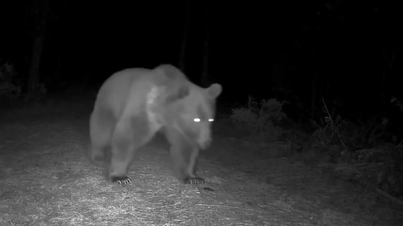 Doğaseverin kurduğu fotokapan bu kez boz ayıları kaydetti
