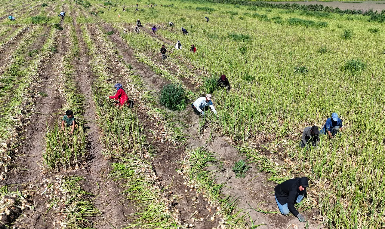 Hasat 2 hafta gecikmeli başladı! Çiftçi fiyatın en az 15 lira olmasını bekliyor: Yoksa zarar ederiz! 