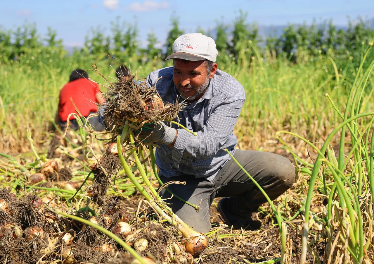Hasat 2 hafta gecikmeli başladı! Çiftçi fiyatın en az 15 lira olmasını bekliyor: Yoksa zarar ederiz!