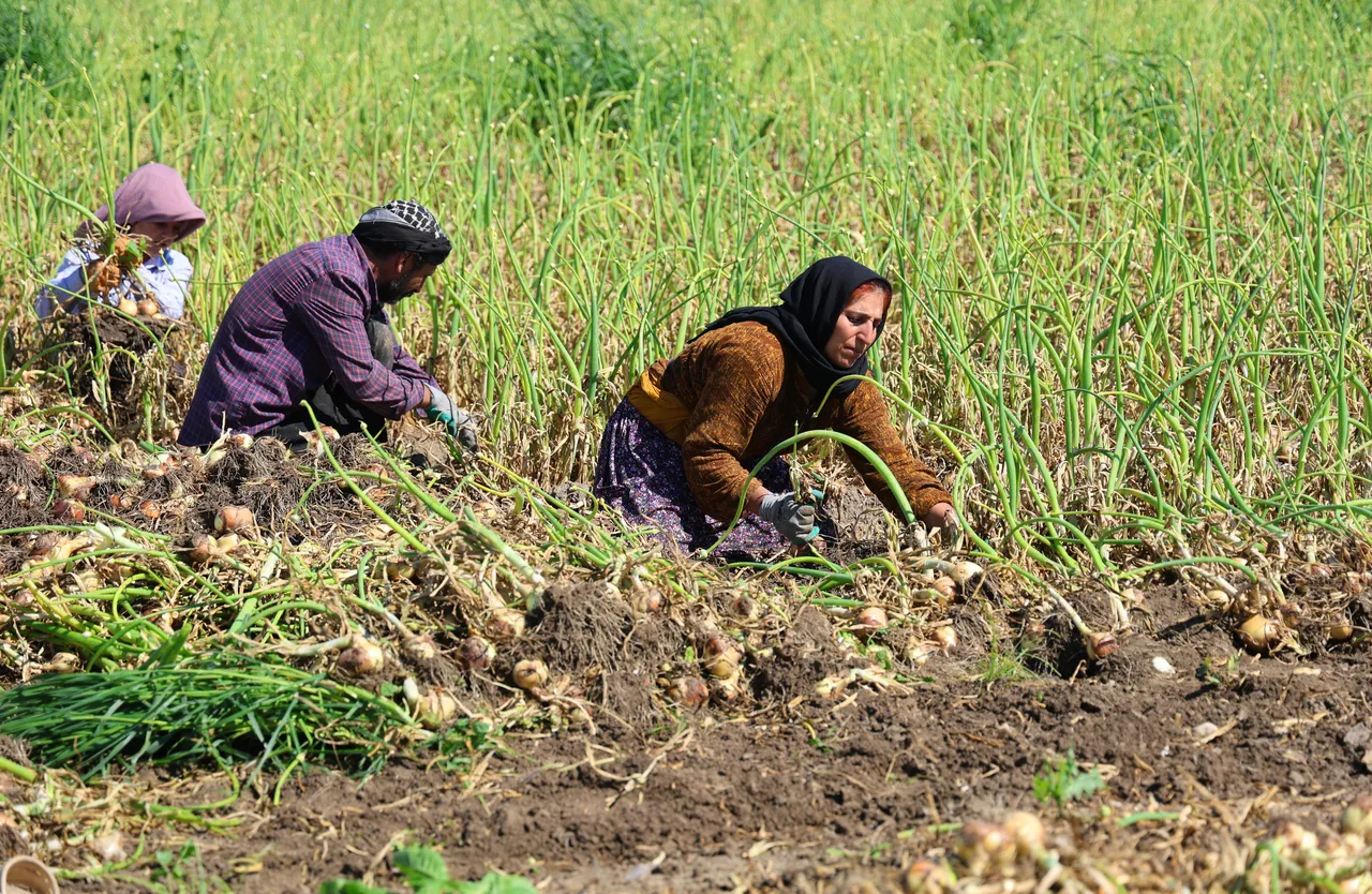 Hasat 2 hafta gecikmeli başladı! Çiftçi fiyatın en az 15 lira olmasını bekliyor: Yoksa zarar ederiz!