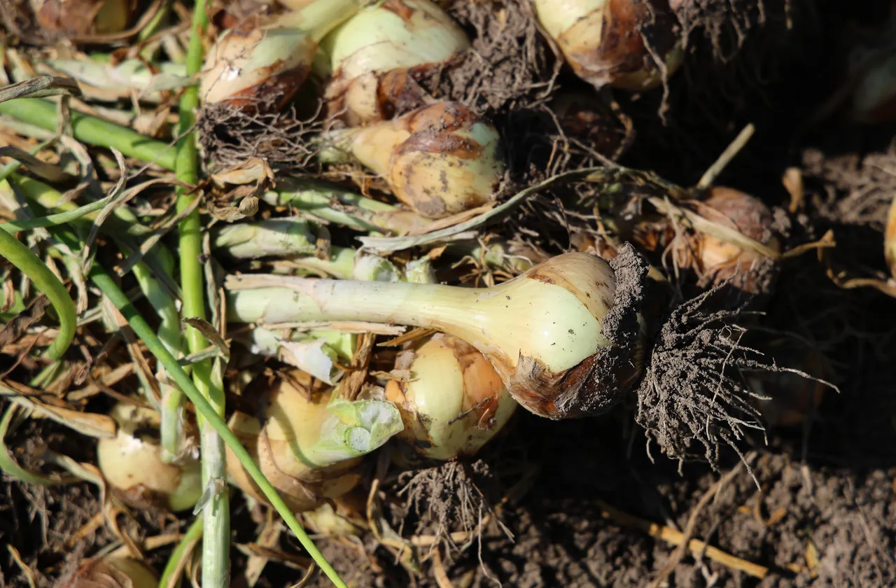 Hasat 2 hafta gecikmeli başladı! Çiftçi fiyatın en az 15 lira olmasını bekliyor: Yoksa zarar ederiz!