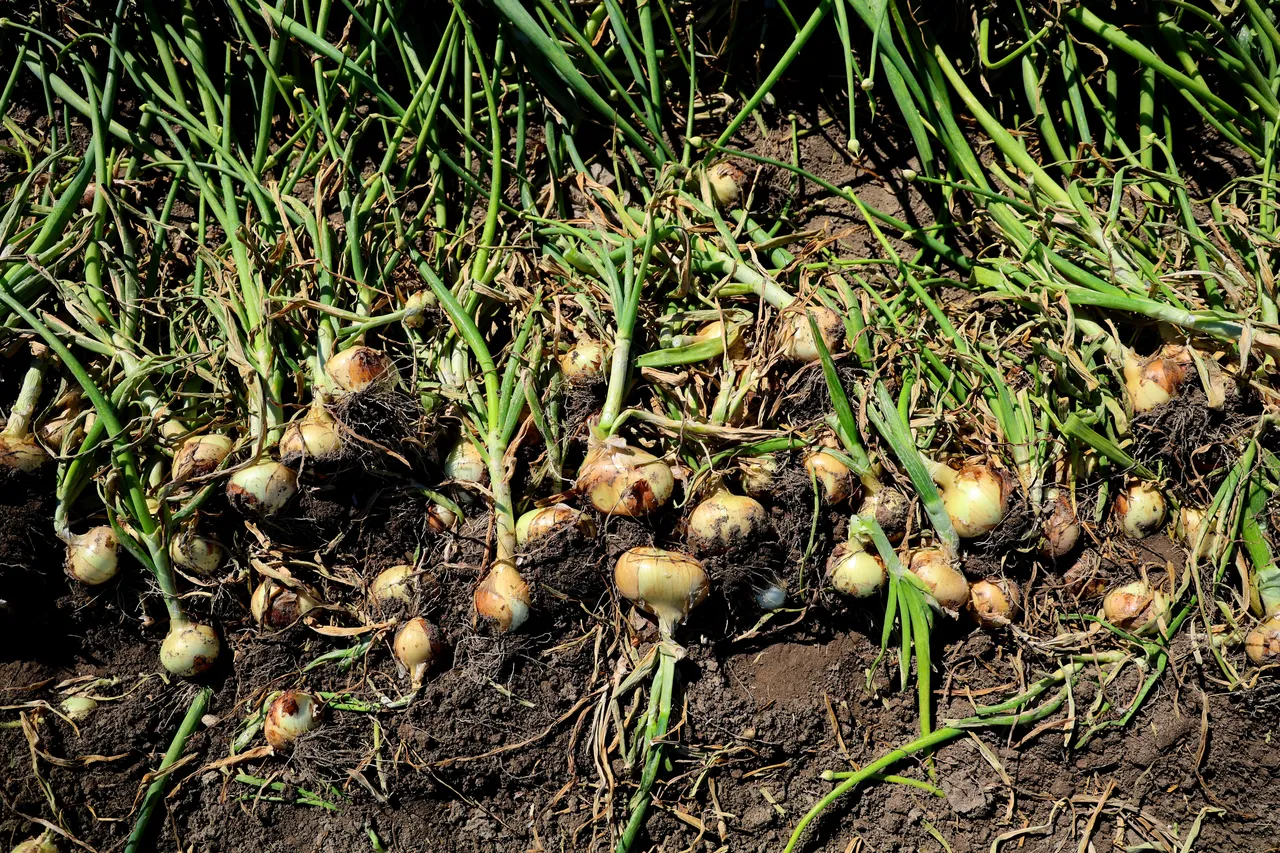 Hasat 2 hafta gecikmeli başladı! Çiftçi fiyatın en az 15 lira olmasını bekliyor: Yoksa zarar ederiz!