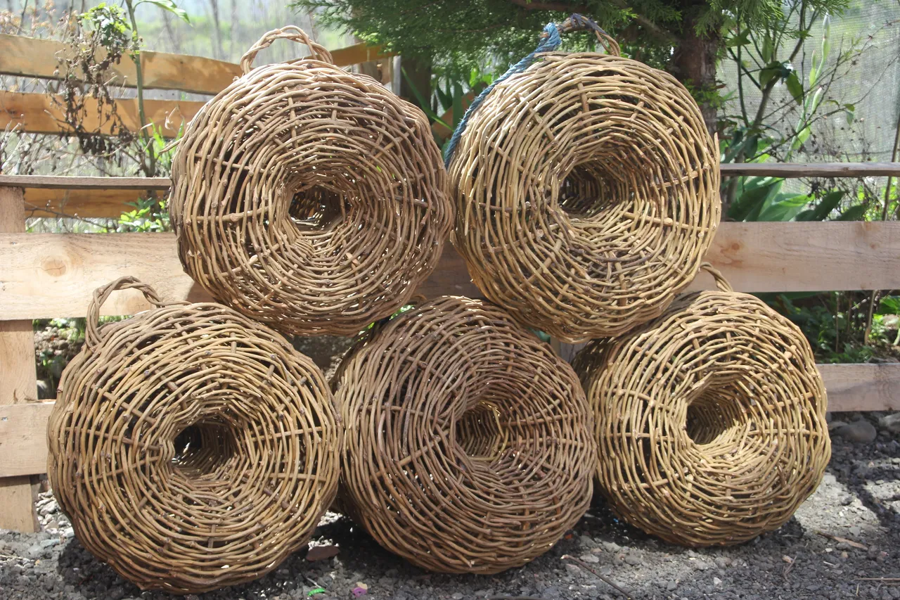 Köy köy gezip diken topluyor! 30 yıl çürümeyen ürünler 2 bin liradan havada kapılıyor