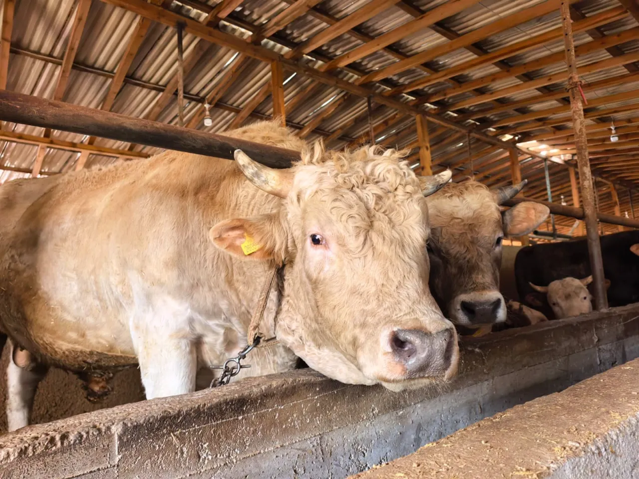 Kurbanlıklar satışa çıktı! İşte 1 ton 100 kiloluk 