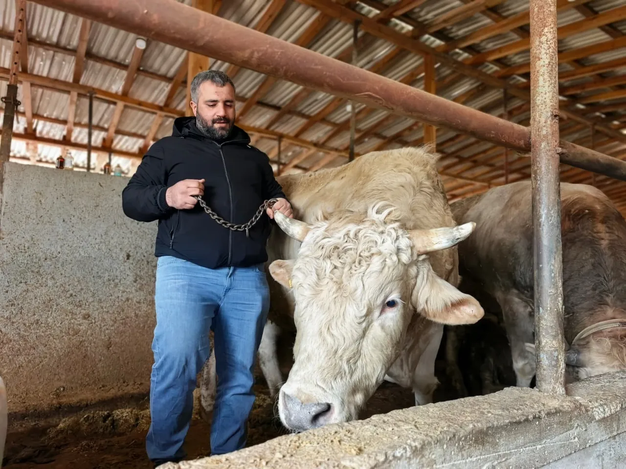 Kurbanlıklar satışa çıktı! İşte 1 ton 100 kiloluk  Paşa  için istenen ücret