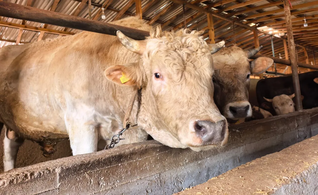 Kurbanlıklar satışa çıktı! İşte 1 ton 100 kiloluk 