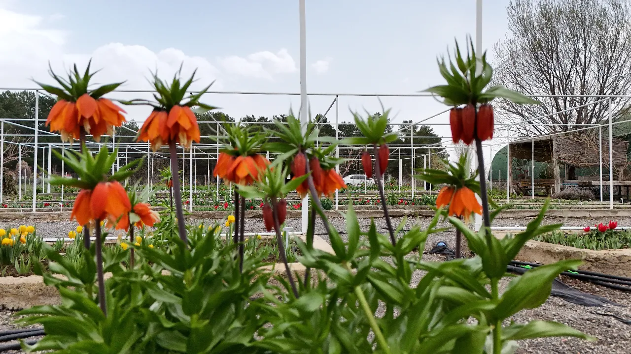 Yılda sadece 20 gün yaşıyor! Koparmanın cezası 700 bin TL 