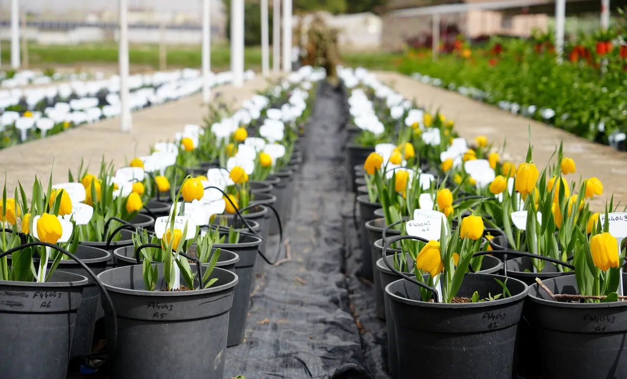 Yılda sadece 20 gün yaşıyor! Koparmanın cezası 700 bin TL