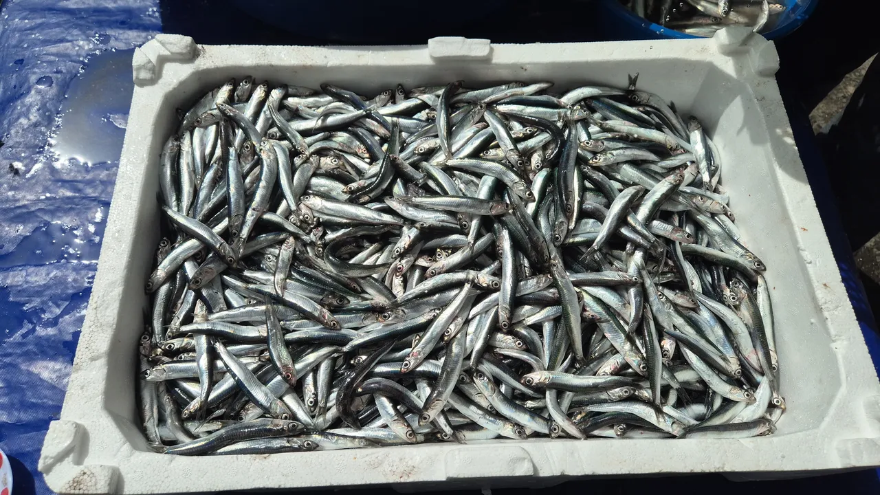 Av yasağı öncesi tezgahların en ucuz balığı! Kilosu 100 liradan yok satıyor