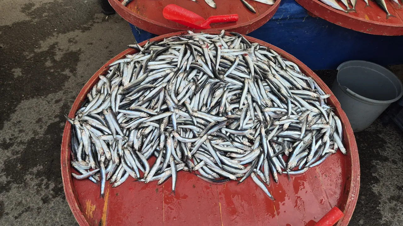 Av yasağı öncesi tezgahların en ucuz balığı! Kilosu 100 liradan yok satıyor