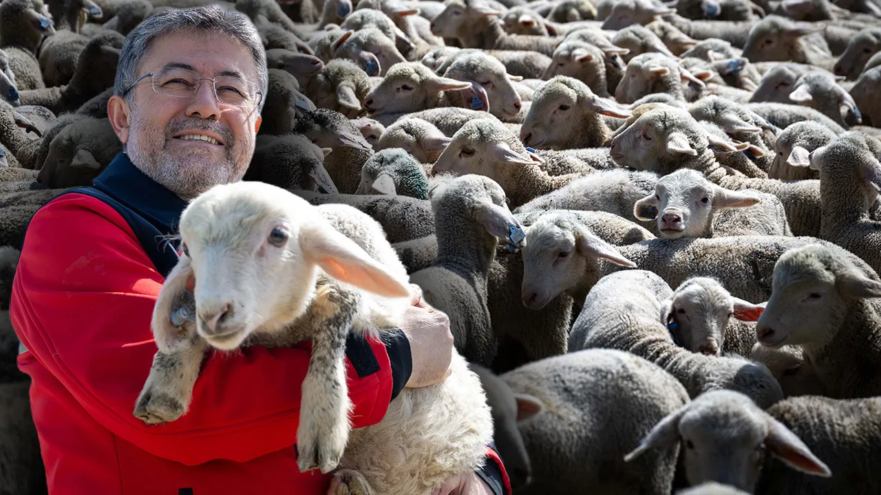 Hayvanlığa destek için üreticiye 150 bin küçükbaş verilecek! Başvuru için son tarih 30 Nisan