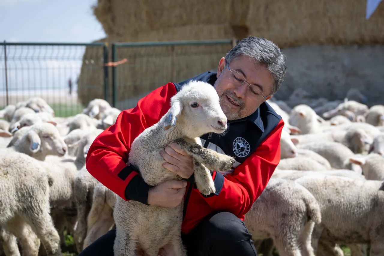 Hayvancılığa destek için üreticiye 150 bin küçükbaş verilecek! Başvuru için son tarih 30 Nisan