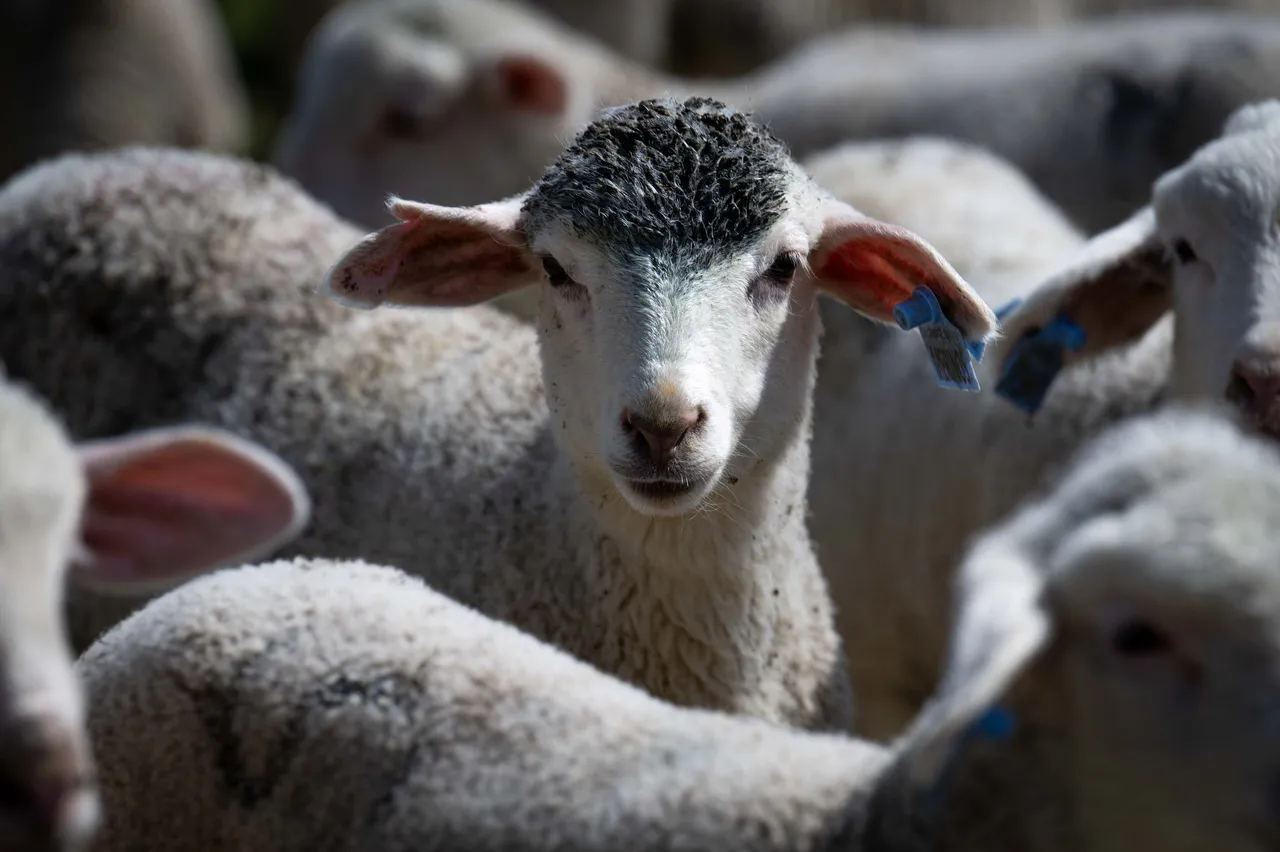 Hayvancılığa destek için üreticiye 150 bin küçükbaş verilecek! Başvuru için son tarih 30 Nisan
