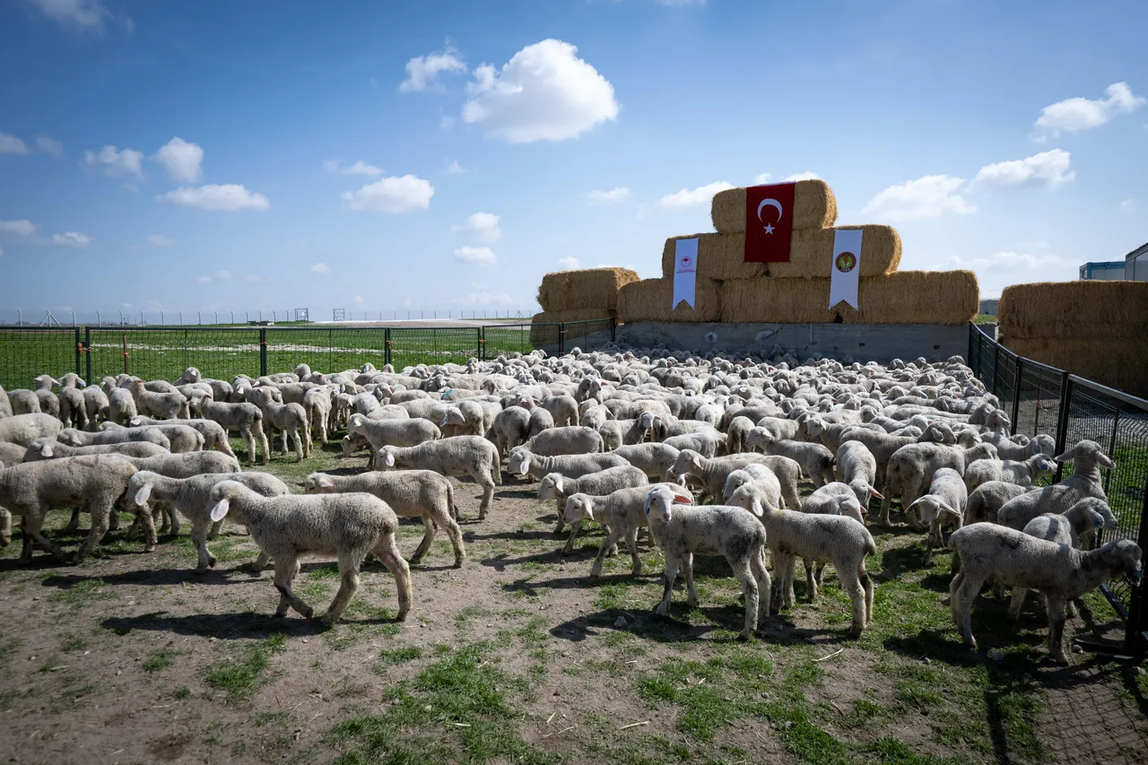 Hayvancılığa destek için üreticiye 150 bin küçükbaş verilecek! Başvuru için son tarih 30 Nisan