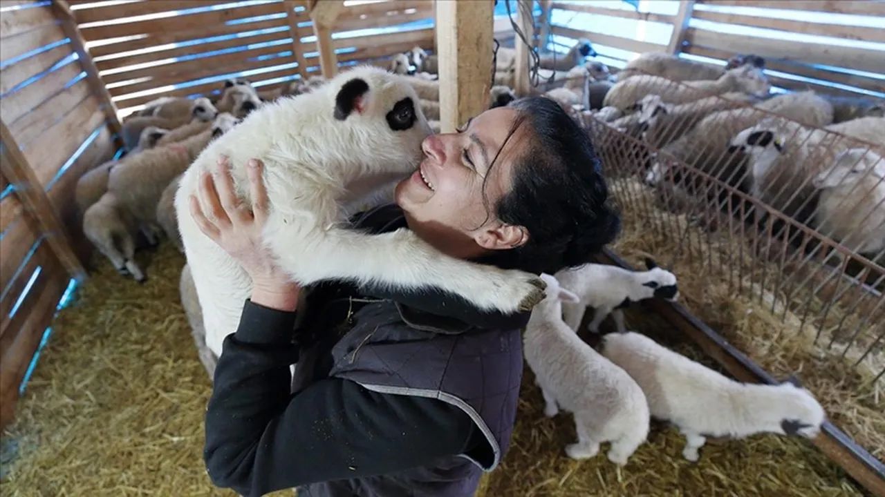 Şehirden köye göç: Sizce hangi çobanın hikâyesi daha güzel?