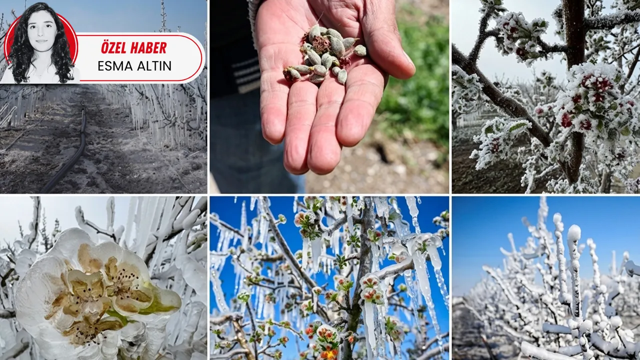 Zirai dona karşı kapsamlı reform önerisi: Tarım sigortası mecburi olmalı