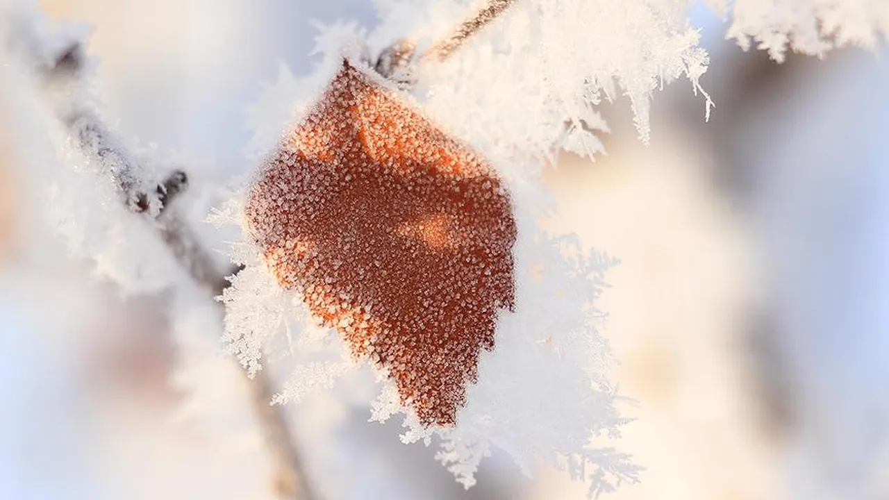 Zirai dona karşı kapsamlı reform önerisi: Tarım sigortası mecburi olmalı
