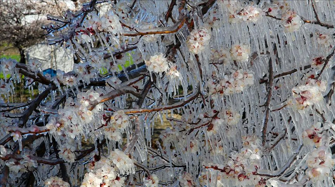 Zirai dona karşı kapsamlı reform önerisi: Tarım sigortası mecburi olmalı