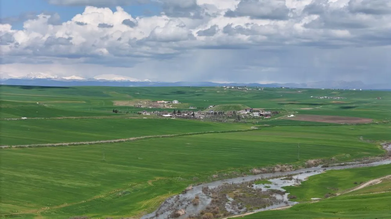 250 dönüm buğday çöp oldu! Jandarma eşliğinde ekildi gece yarısı kurutuldu