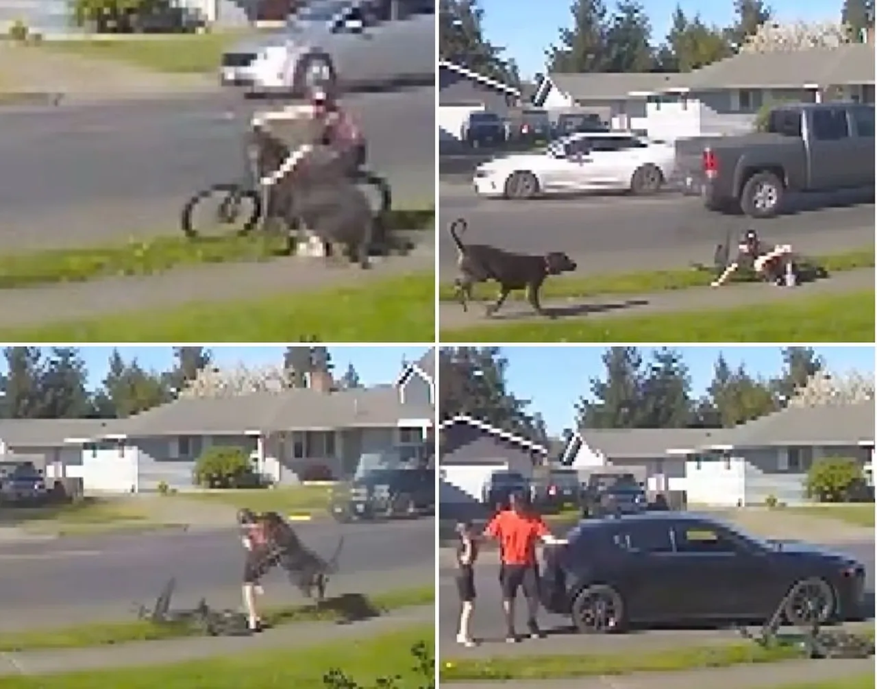 Çocuğa saldıran köpek sahibi tarafından uyutuldu: Yine de ceza alacak!