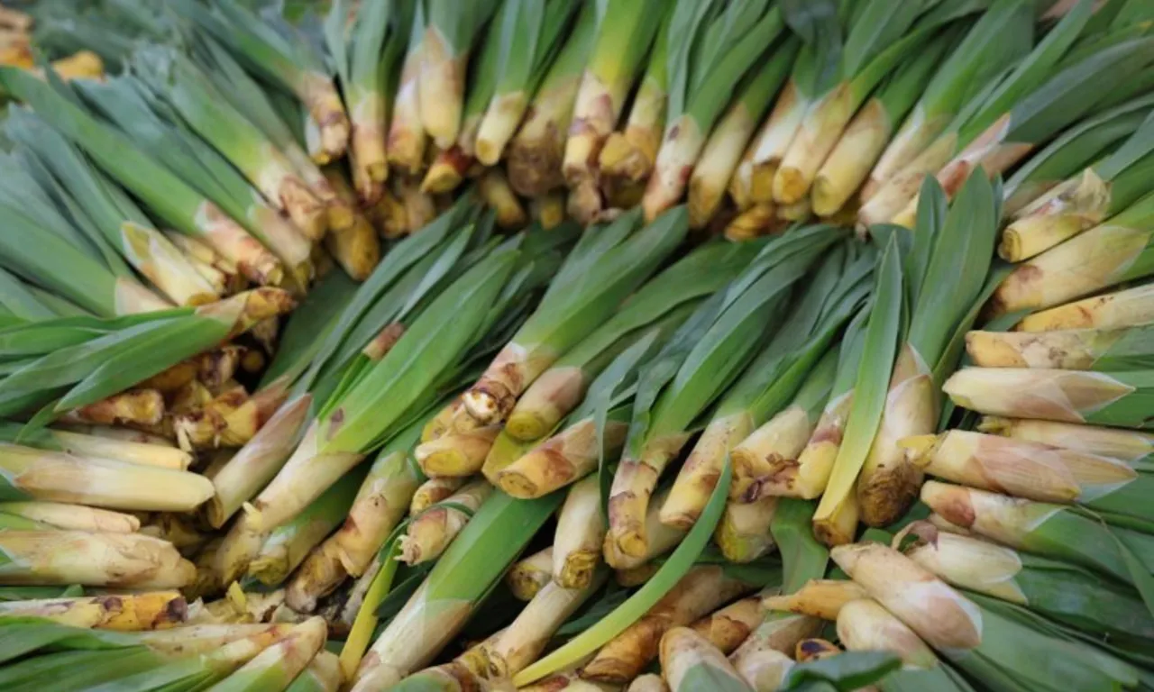 ‘Doğal antibiyotik’ diye biliniyor! Kilosu 100 lira, tezgaha gelir gelmez tükeniyor