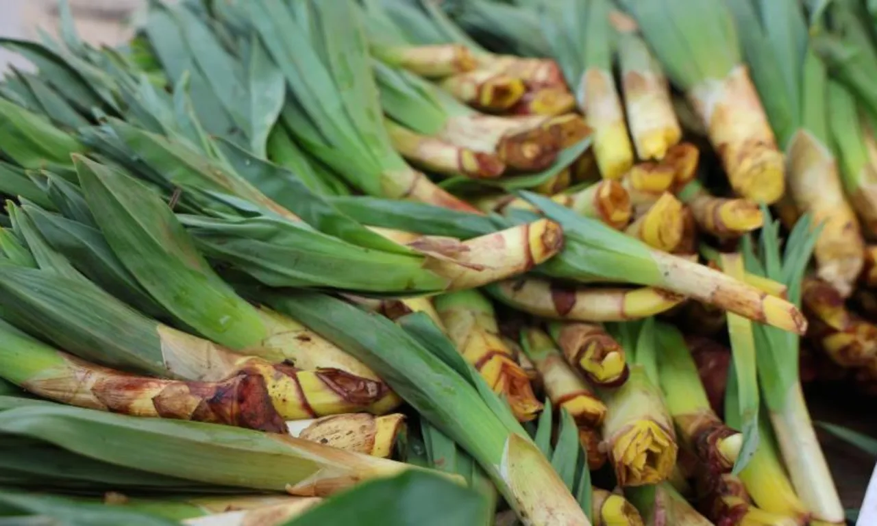 ‘Doğal antibiyotik’ diye biliniyor! Kilosu 100 lira, tezgaha gelir gelmez tükeniyor