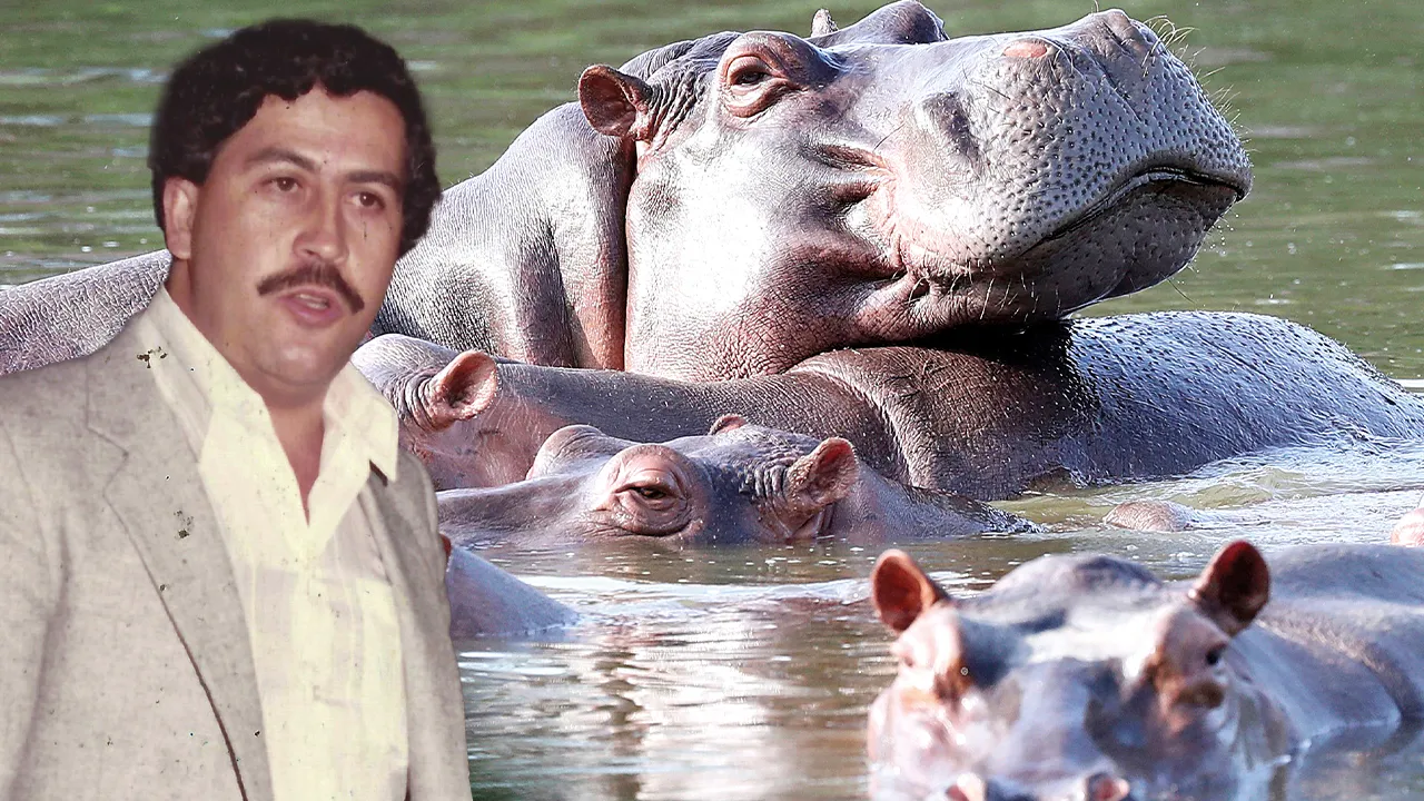 Escobar'ın su aygırları için itlaf kararı verildi! Tek tek avlanacaklar