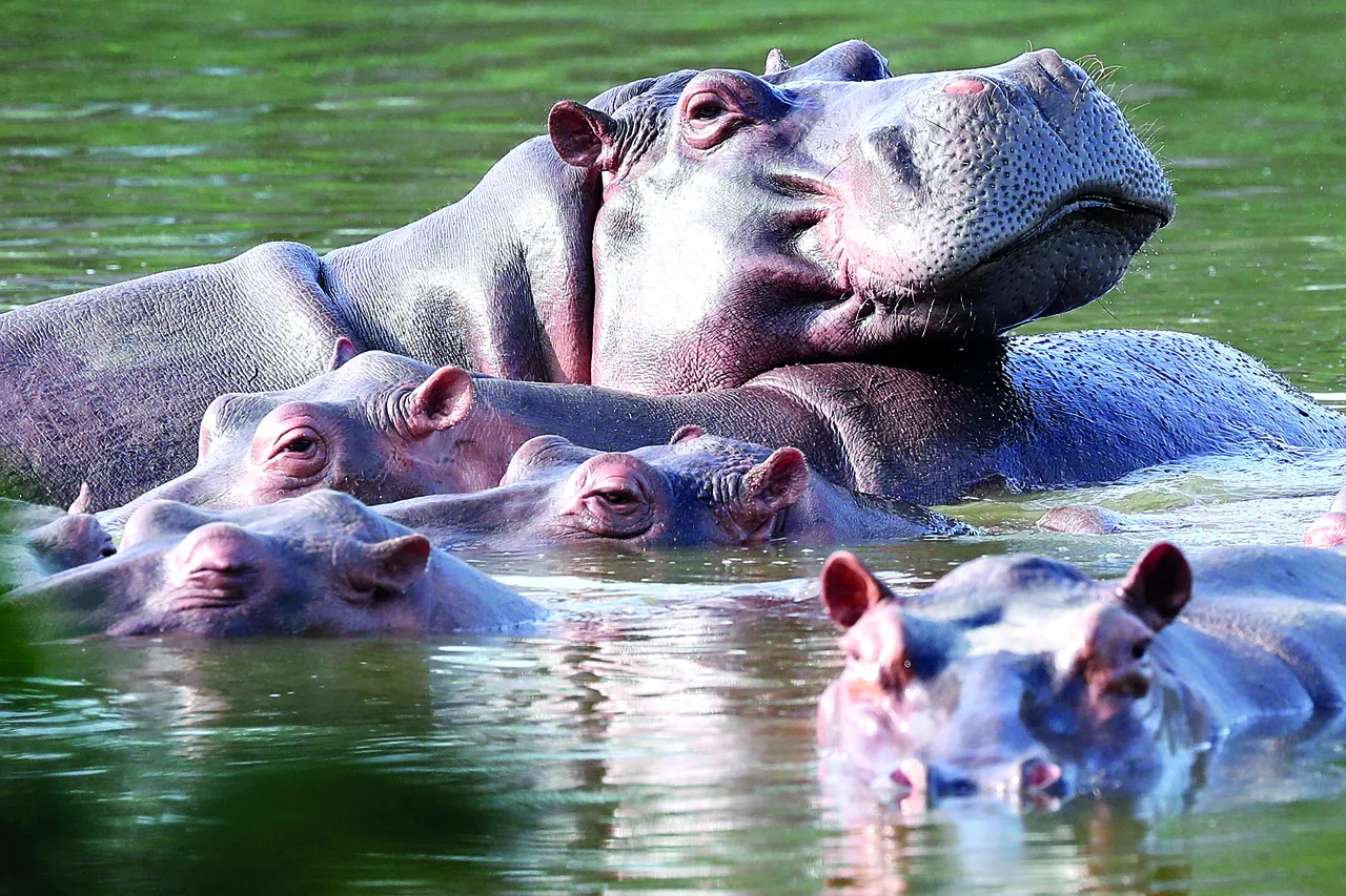 Escobarın su aygırları için itlaf kararı verildi! Tek tek avlanacaklar