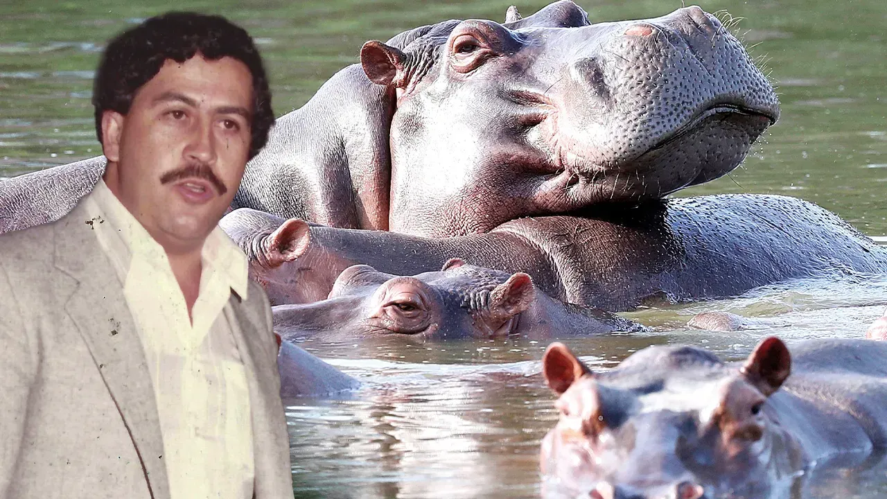 TEK TEK AVLANACAKLAR