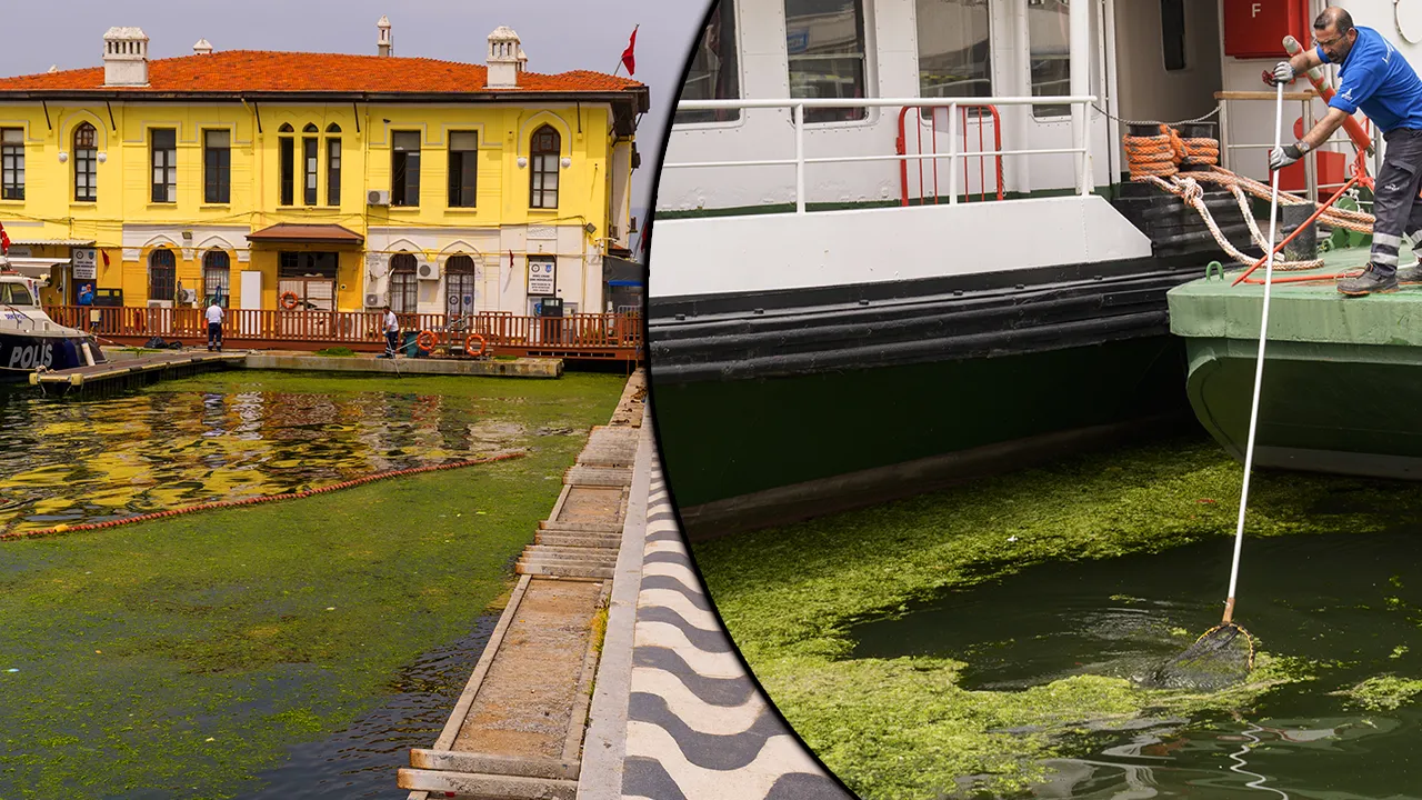İzmir’i sardı! Sahilin her yerinde yosun alarmı! Su görünmez hale geldi, 10 günde 20 ton çıktı