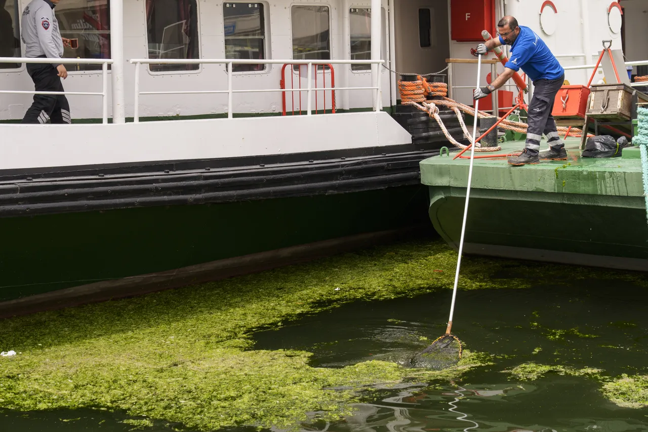 İzmir’i sardı! Sahilin her yerinde yosun alarmı! Su görünmez hale geldi, 10 günde 20 ton çıktı