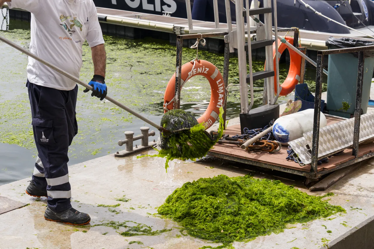 İzmir’i sardı! Sahilin her yerinde yosun alarmı! Su görünmez hale geldi, 10 günde 20 ton çıktı
