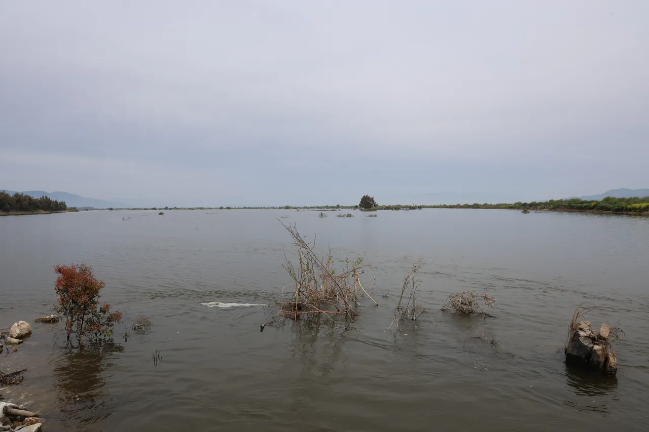 Kuraklık alarmı verilen Aydında sel felaketi! Tarım arazileri sular altında kaldı