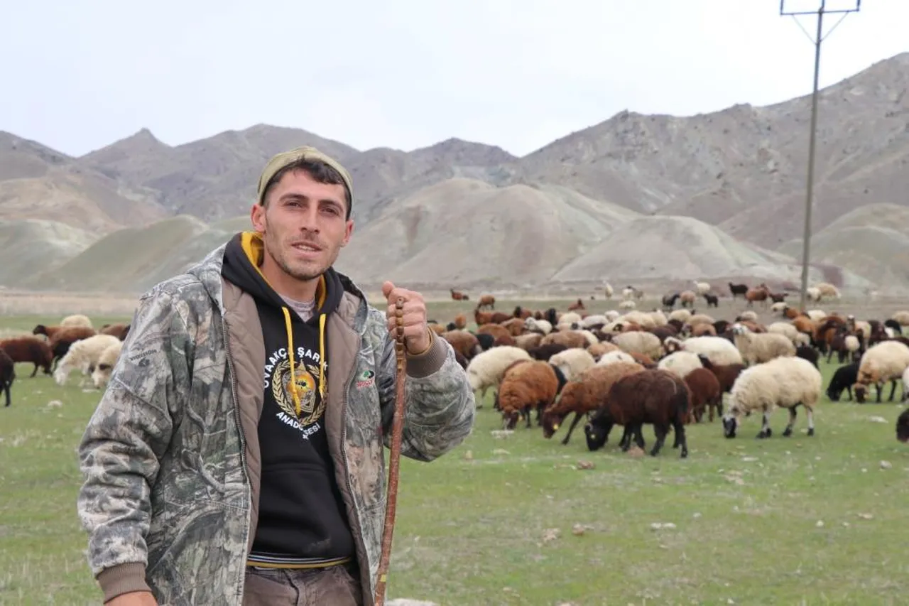 Saksağan kuşu ilham oldu, tüm hayatı değişti! Sürüyü dronla 30 saniyede çeviriyor