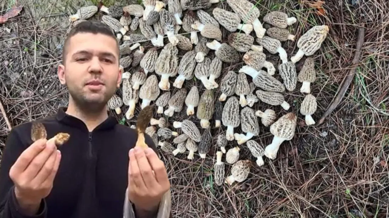 Altın değerinde kazanç… Ormandan bedavaya toplayıp kilosu bin 500 TL’den satıyorlar