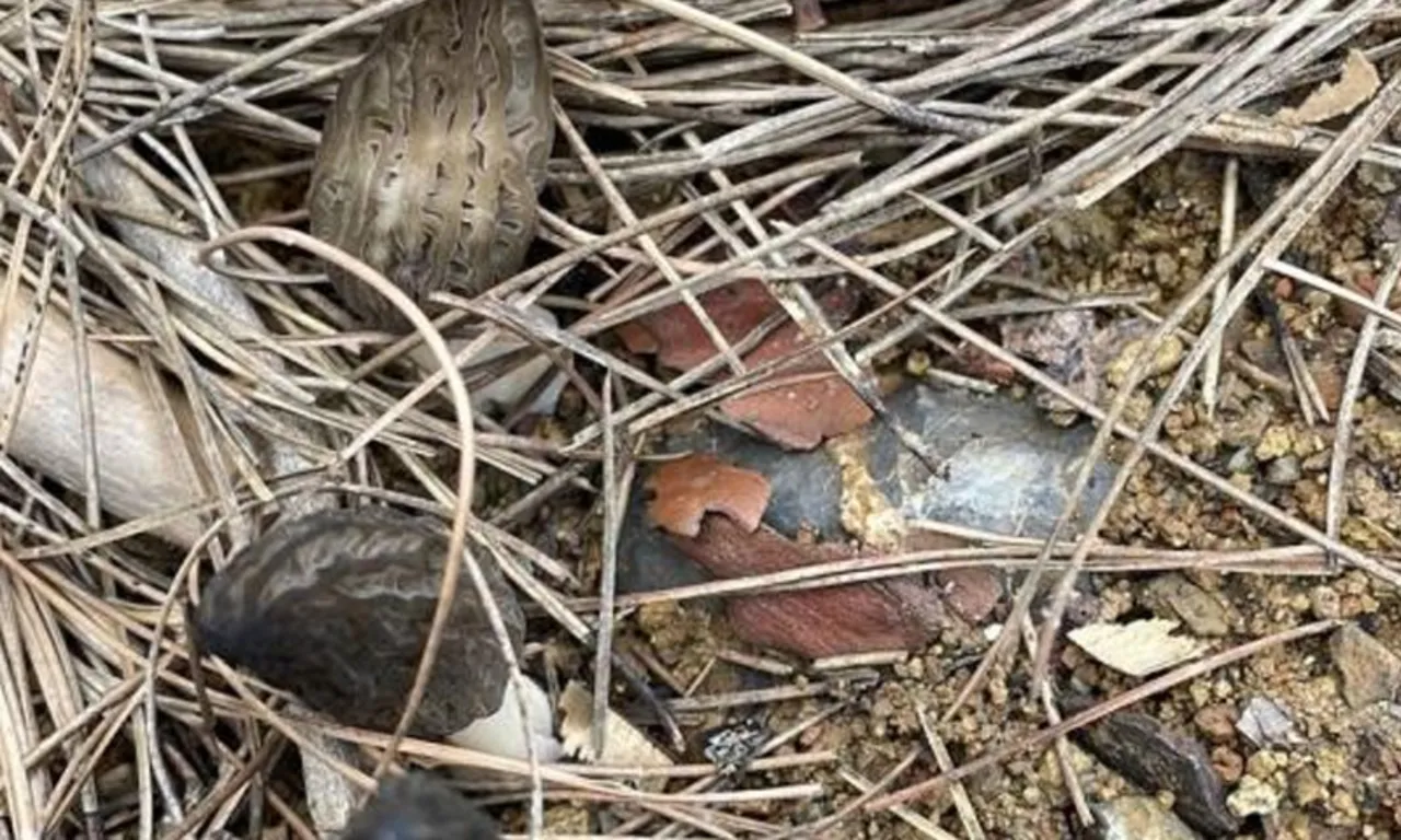 Altın değerinde kazanç… Ormandan bedavaya toplayıp kilosu bin 500 TL’den satıyorlar