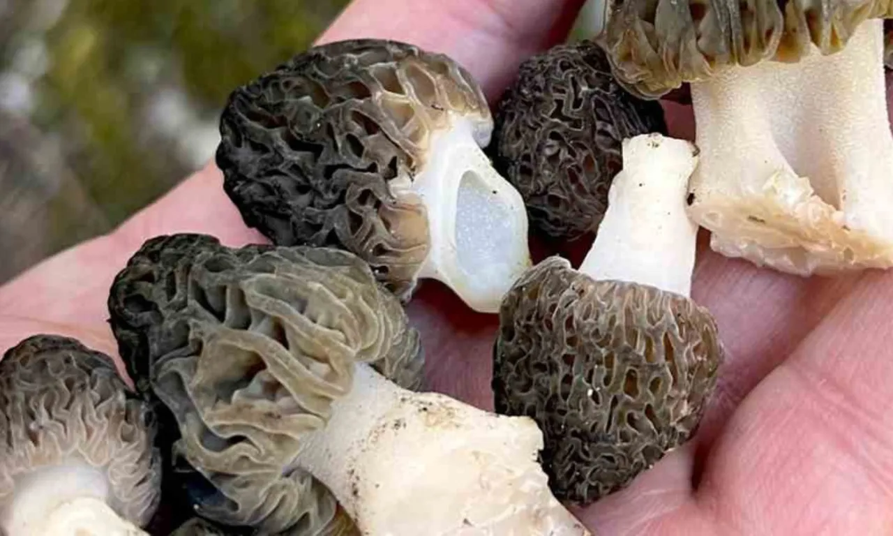 Altın değerinde kazanç… Ormandan bedavaya toplayıp kilosu bin 500 TL’den satıyorlar