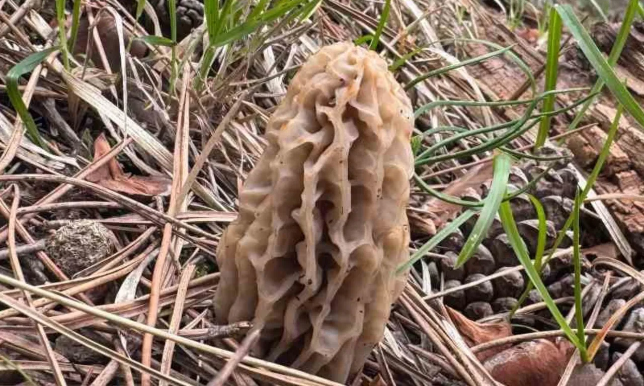 Altın değerinde kazanç… Ormandan bedavaya toplayıp kilosu bin 500 TL’den satıyorlar